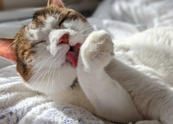 キャットログのメリット・デメリット